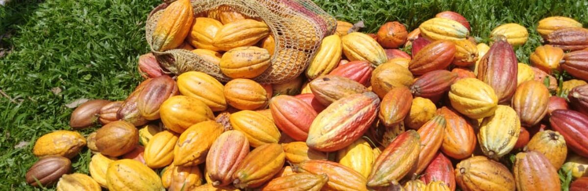 Mayamei Cacao